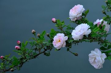 旅客运输办理细则--铁路实作必备部分