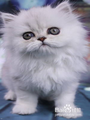 如何选购纯种猫