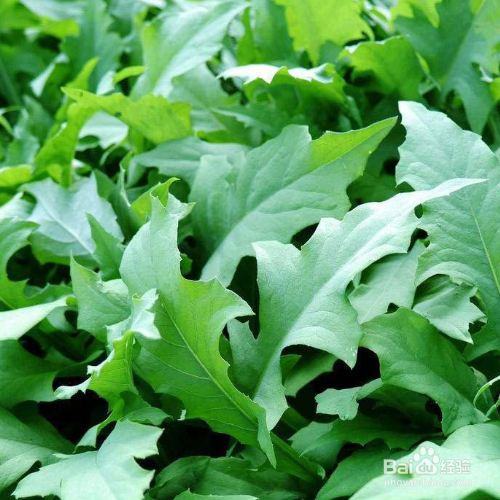 败酱草的培育方法和注意事项