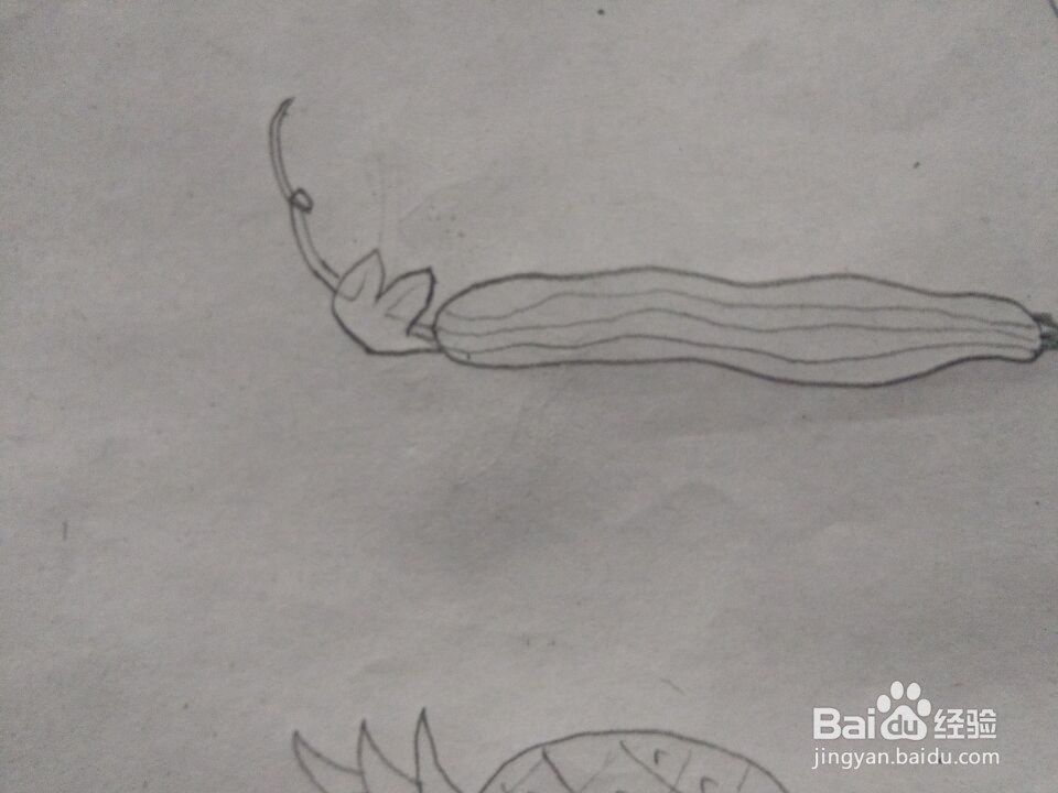 丝瓜简笔画怎么画