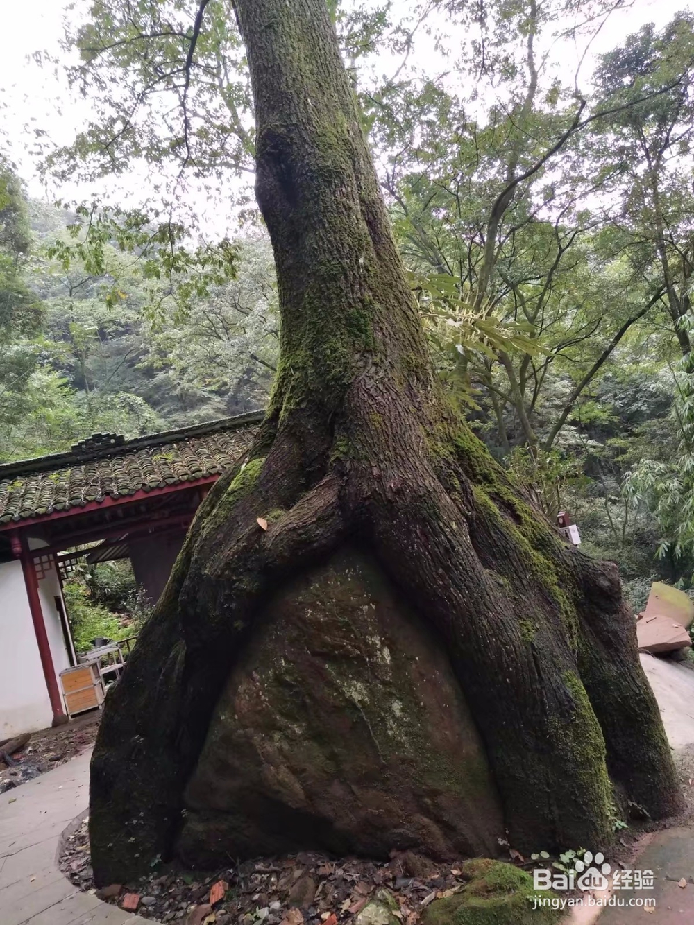 邛崃天台山攻略