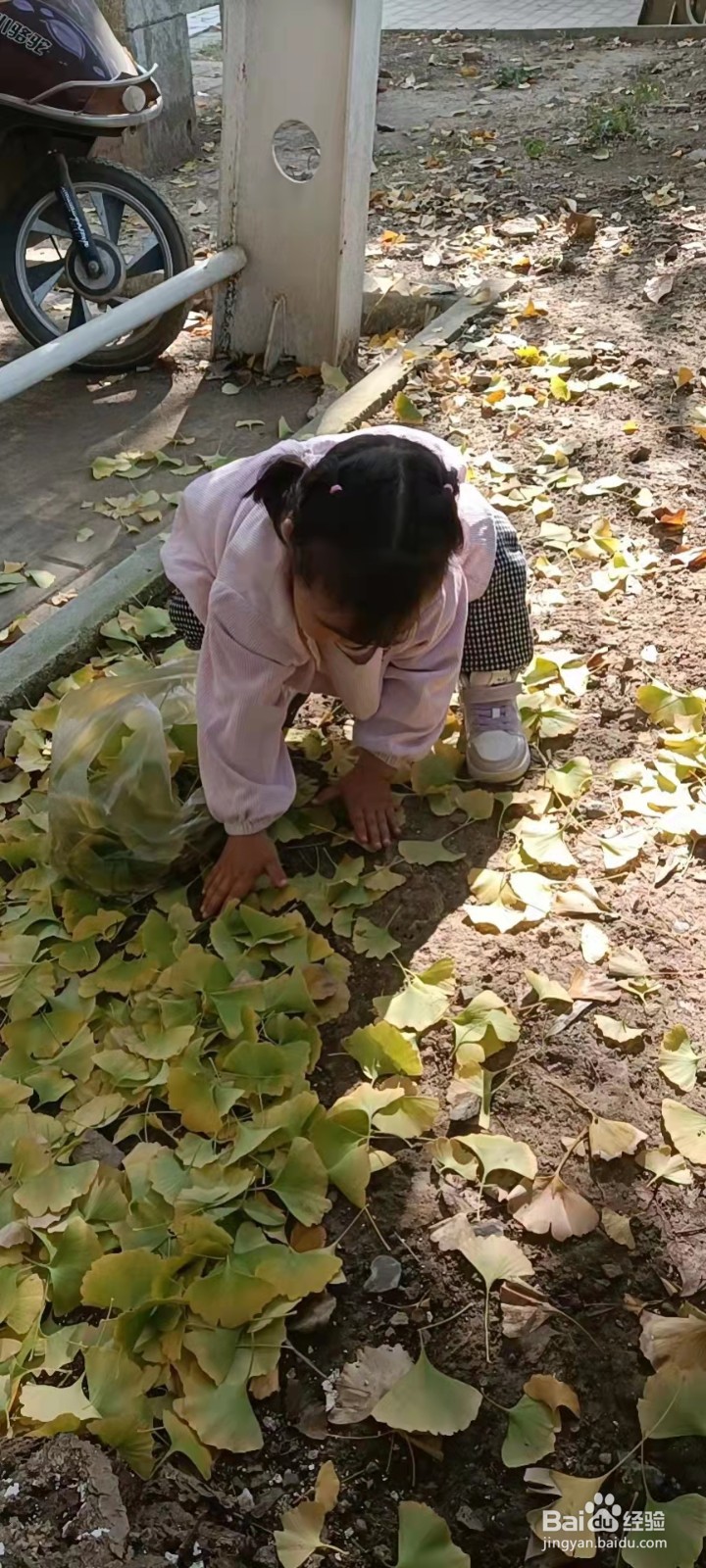 银杏树叶的作用