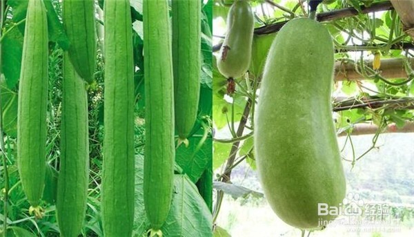 这9个方法，都能让皮肤变白哦！