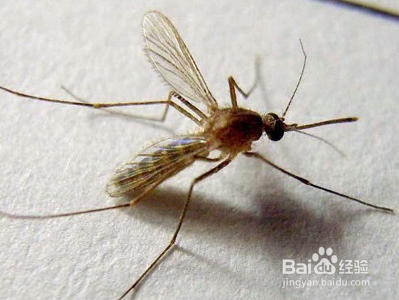 夏季驱蚊防螂小窍门?