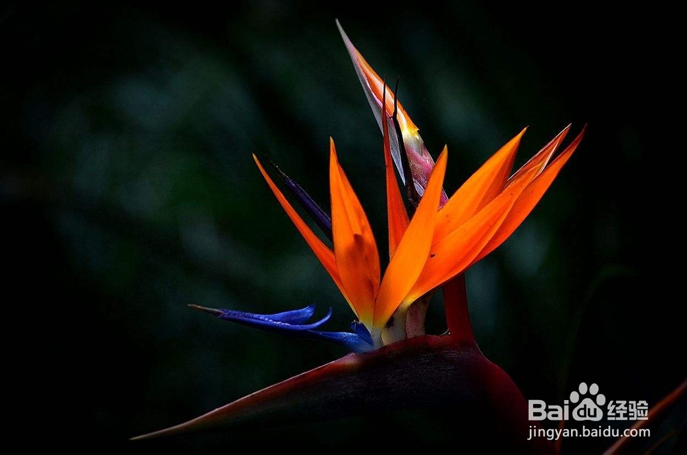 常见的插花花材类型有几种?花材详细介绍