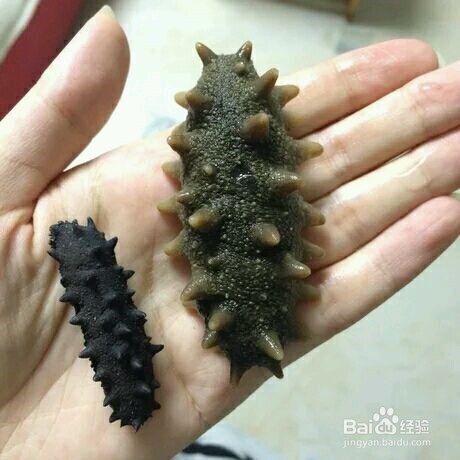 如何区分干海参的好坏