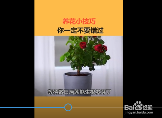 关于养花的小技巧