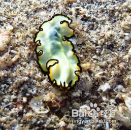 海缸玻璃上有扁虫怎么办