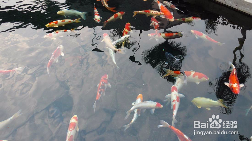 养鱼也是个技术活,好的鱼池过滤器你选对了吗?