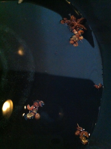 笋干啤酒焖五花