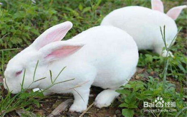 家兔繁殖中如何提高繁殖率