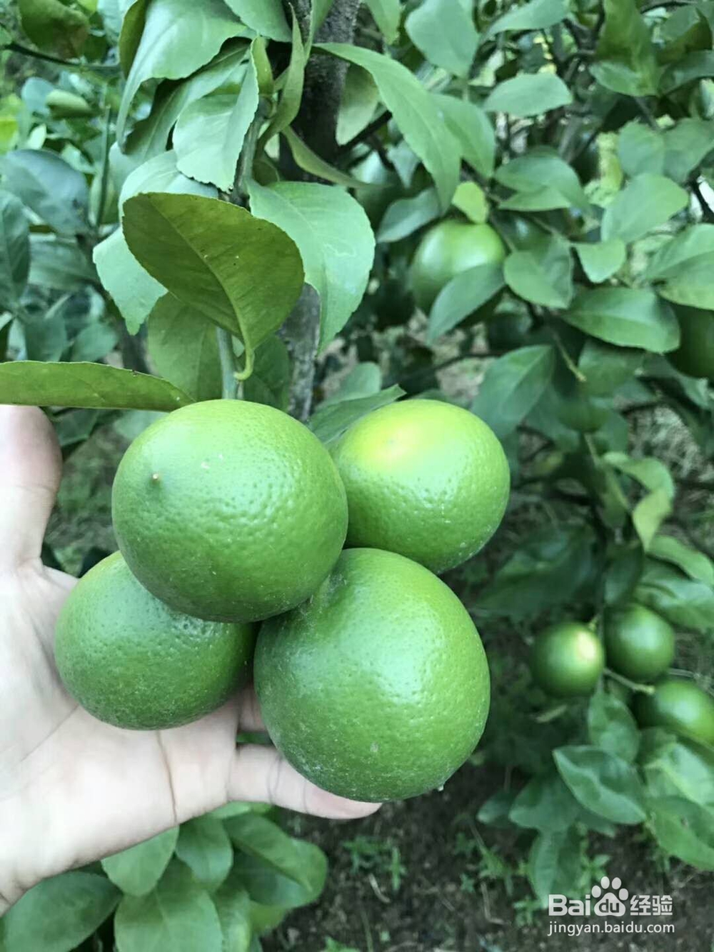 有机食物比传统食物更营养是个误传？