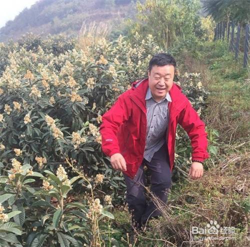 枇杷蜜儿童能喝吗?枇杷蜜如何食用?