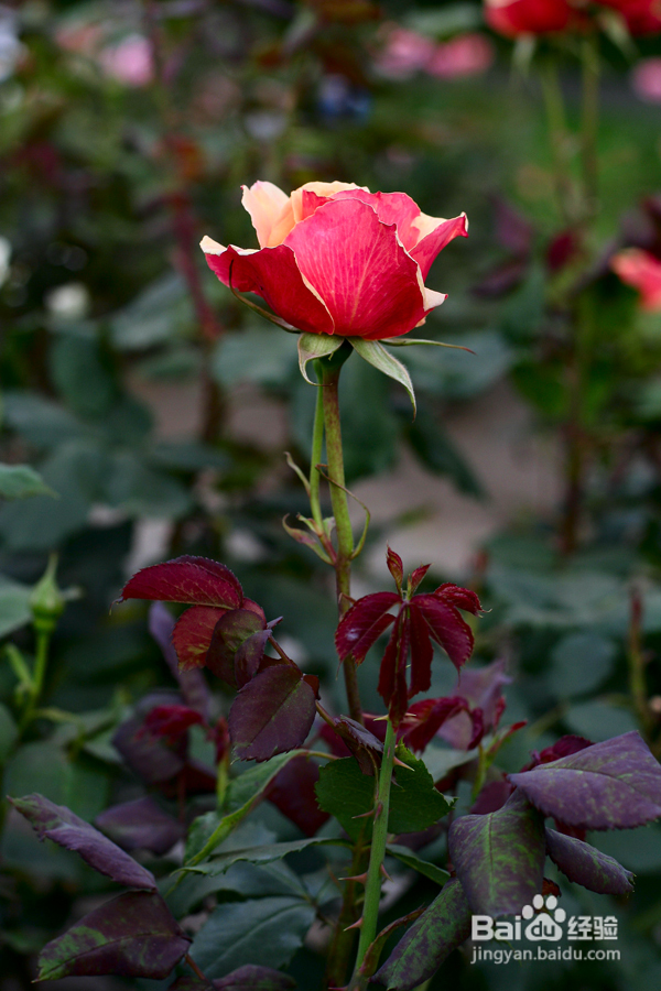 温哥华夜幕下的玫瑰园(组图)