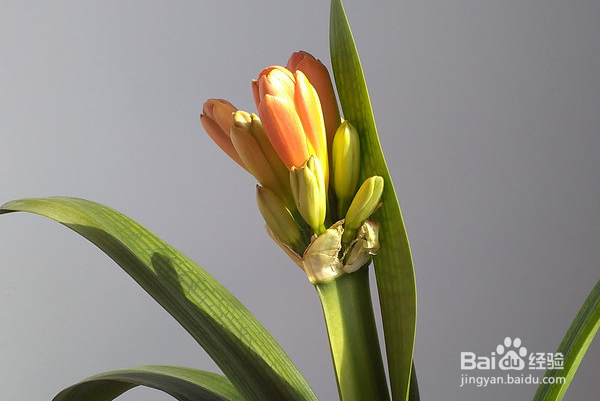 如何培养君子兰？