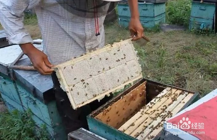 2017年的蜂巢蜜，