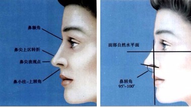 教你判断什么样的鼻子最美丽