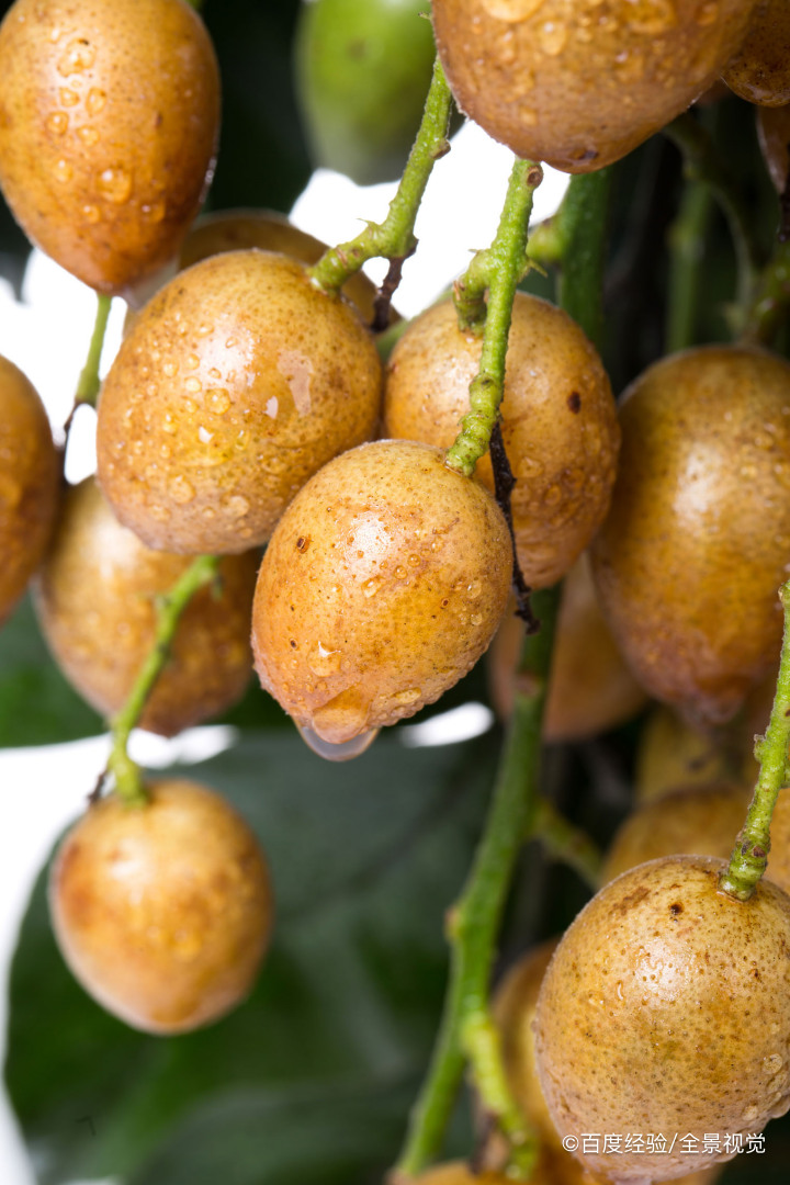 哺乳期、宝宝能吃黄皮吗