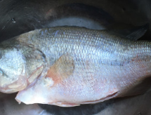 孔雀开屏鱼的做法