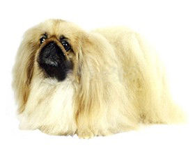怎样训练京巴犬