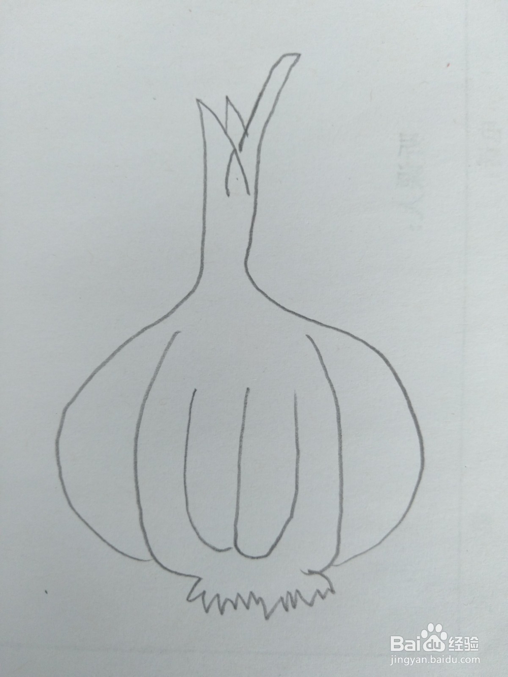 简笔画大蒜画法二