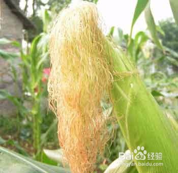 如何赶跑痛风
