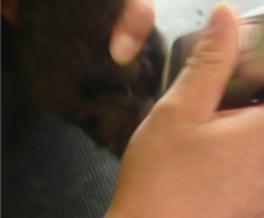 怎样给松狮犬美容