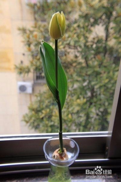 郁金香的种植方法