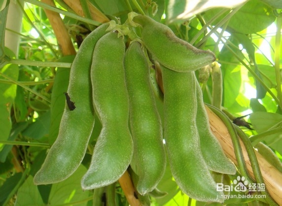 龙爪豆怎样去除毒素