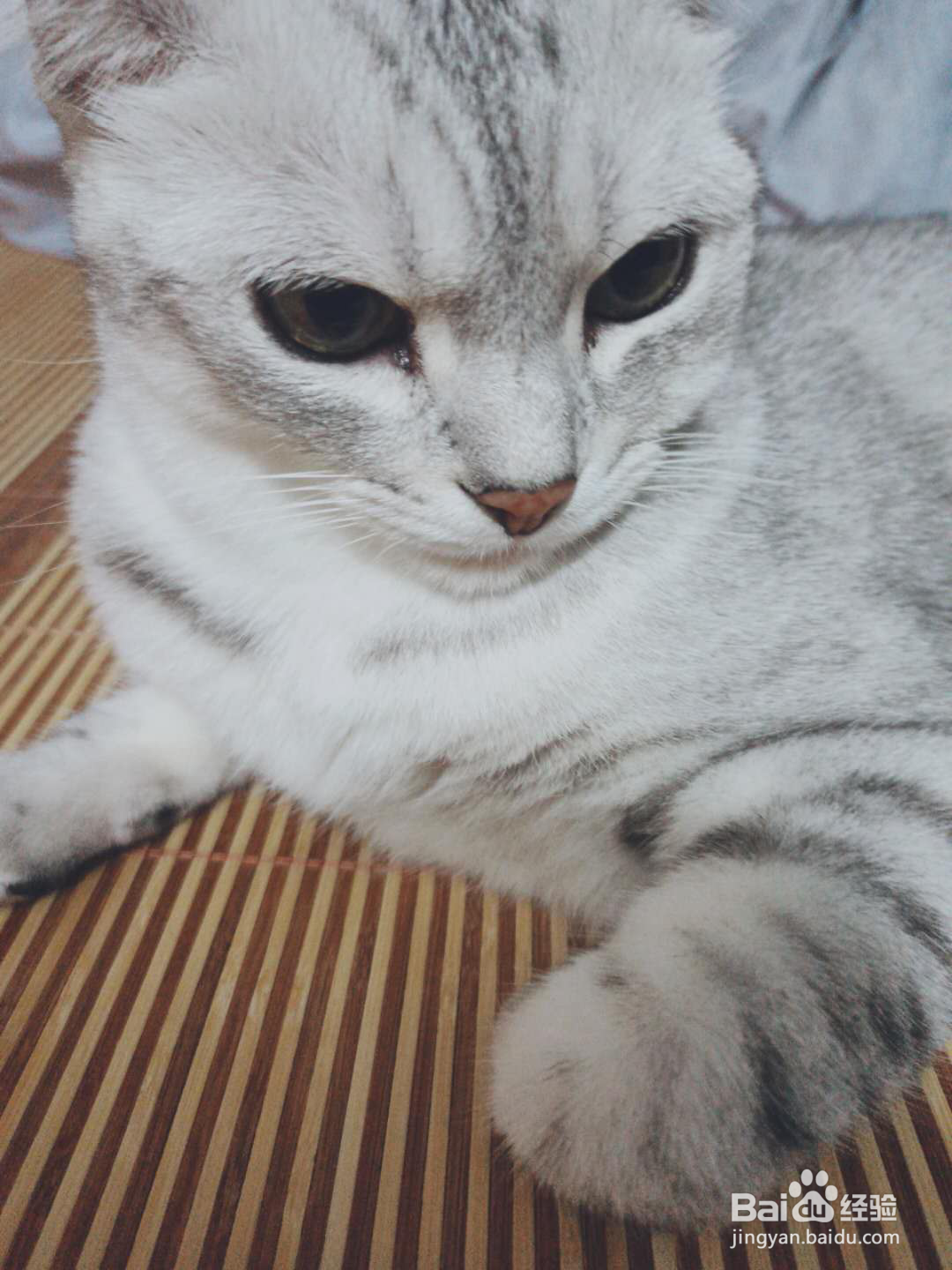 给猫吃卵磷脂还是蛋黄？