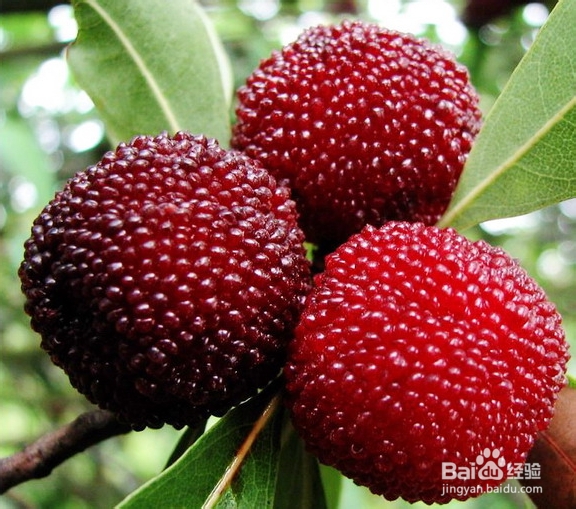 无锡太湖花卉园杨梅采摘一日游