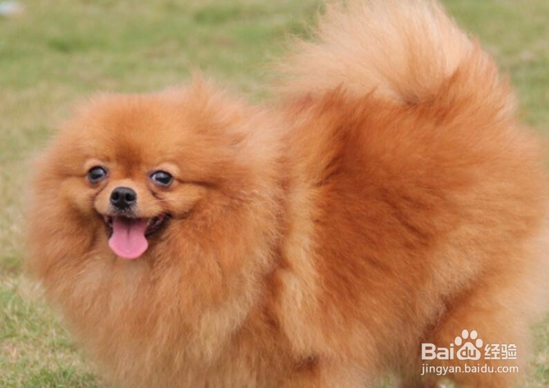 狗沐浴露怎么稀释