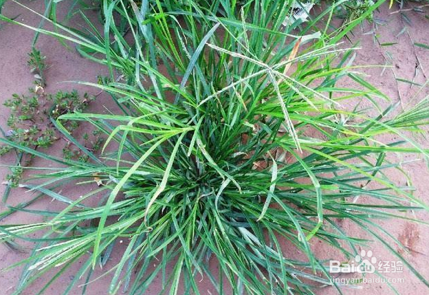 牛筋草的药用价值和食疗方法