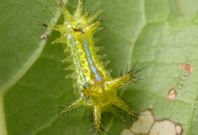 洋辣子长大后变成了什么