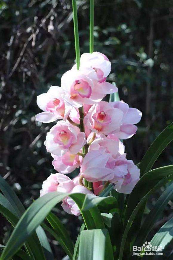 十几年养大花蕙兰经验分享