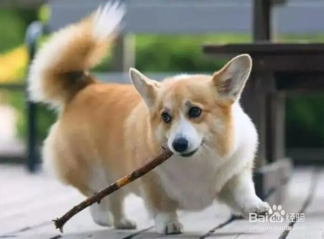 柯基犬最初曾担任哪种工作犬