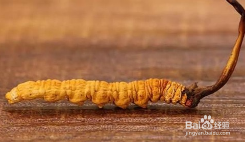 冬虫夏草食用方法
