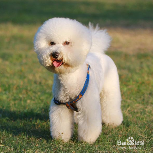 卷毛比熊犬性格特征有哪些