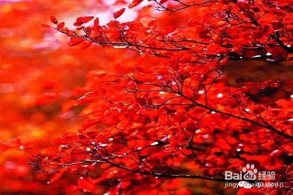 赏枫叶好去处——河南家门口赏枫叶攻略