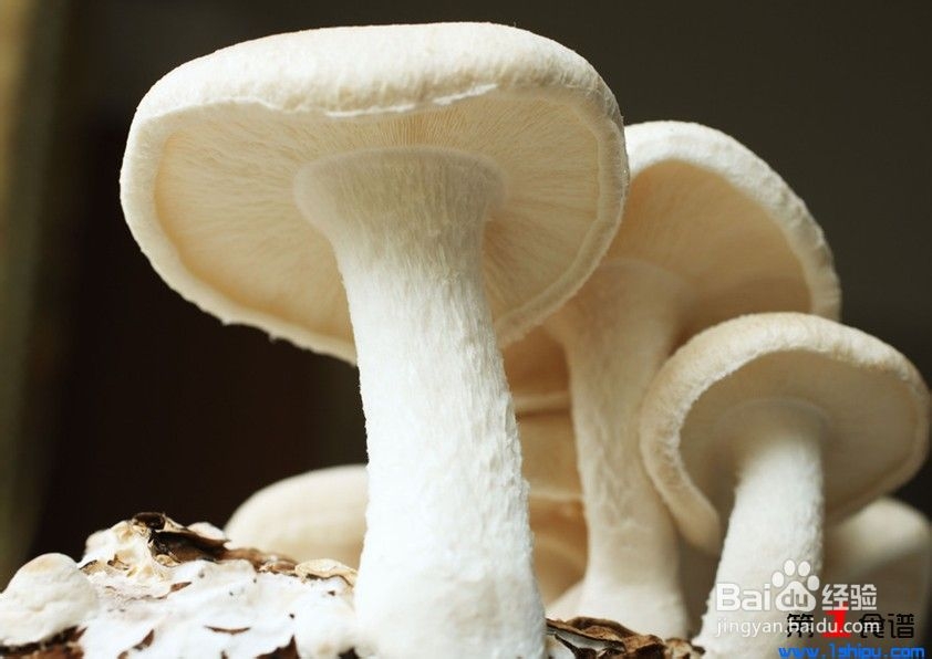 有效预防感冒的食物有哪些