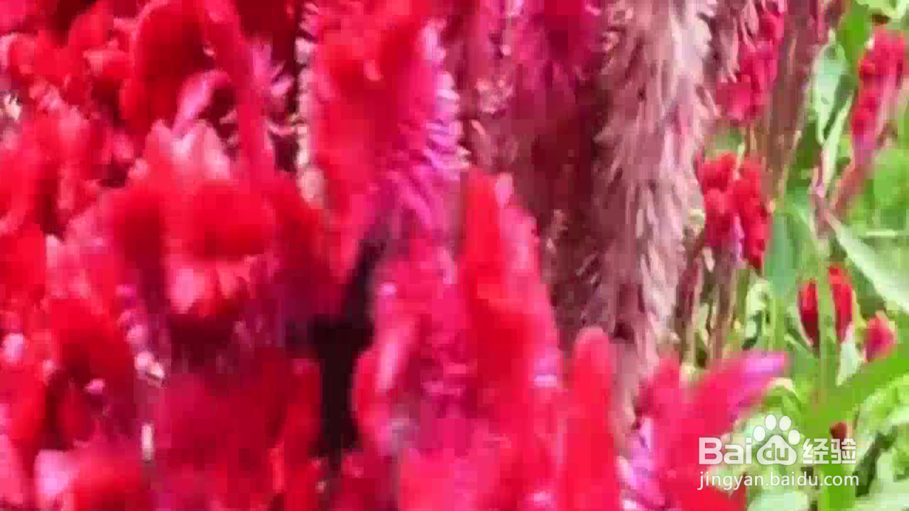 怎样充分发挥鸡冠花的作用