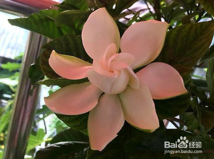 栀子花里面的小黑虫子怎么除掉