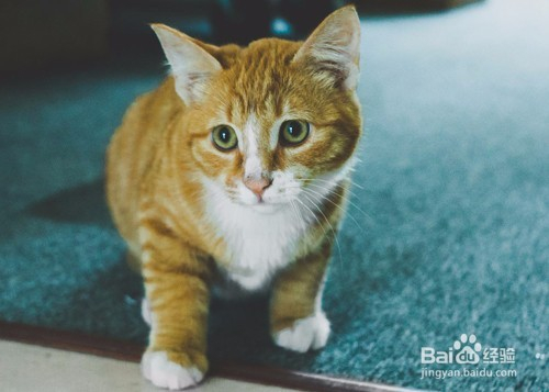 猫咪夏天小便次数少 猫咪小便次数少怎么办 百度经验