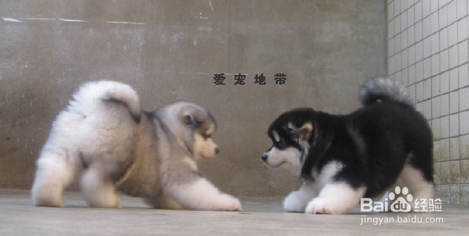 你想知道怎么护理与饲养刚刚抱到家的幼犬吗？？