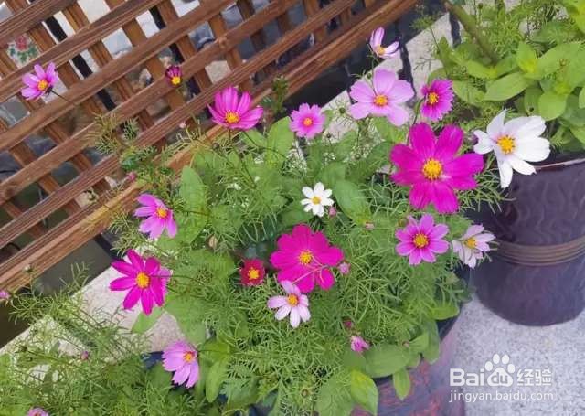 可以自生自长的花，种子掉土里就活