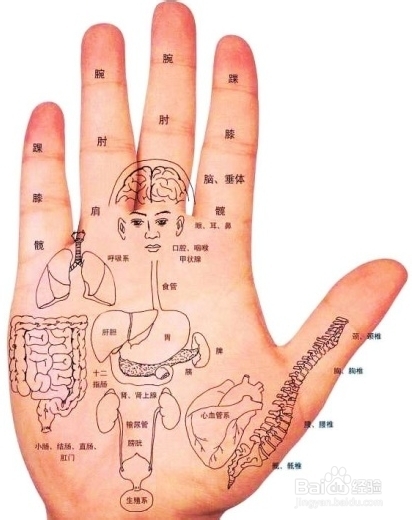手掌穴位、掌纹、反射区、按摩图