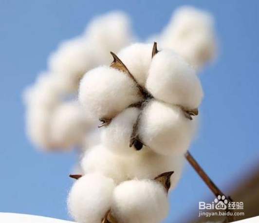 棉花的种植季节和生长特点及作用