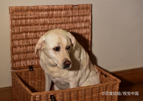 拉布拉多幼犬怎麼餵養