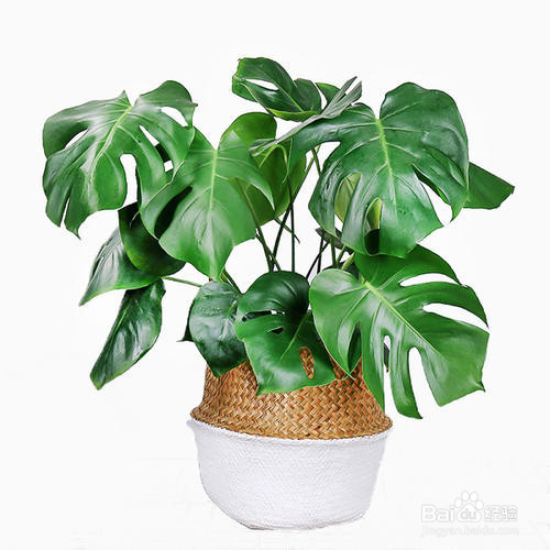 龟背竹如何快速开背