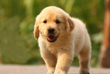 金毛下崽了怎么卖掉